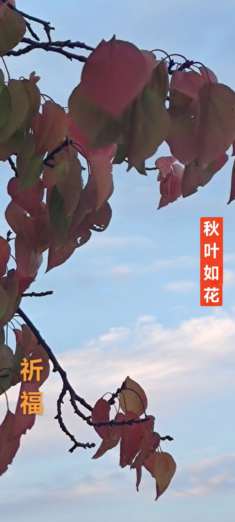 趣味藏头诗一组