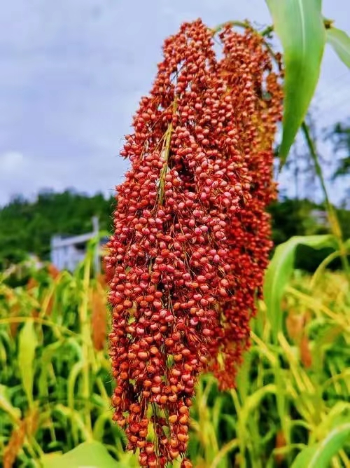 秋分节十首