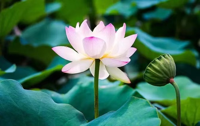 你的低眉