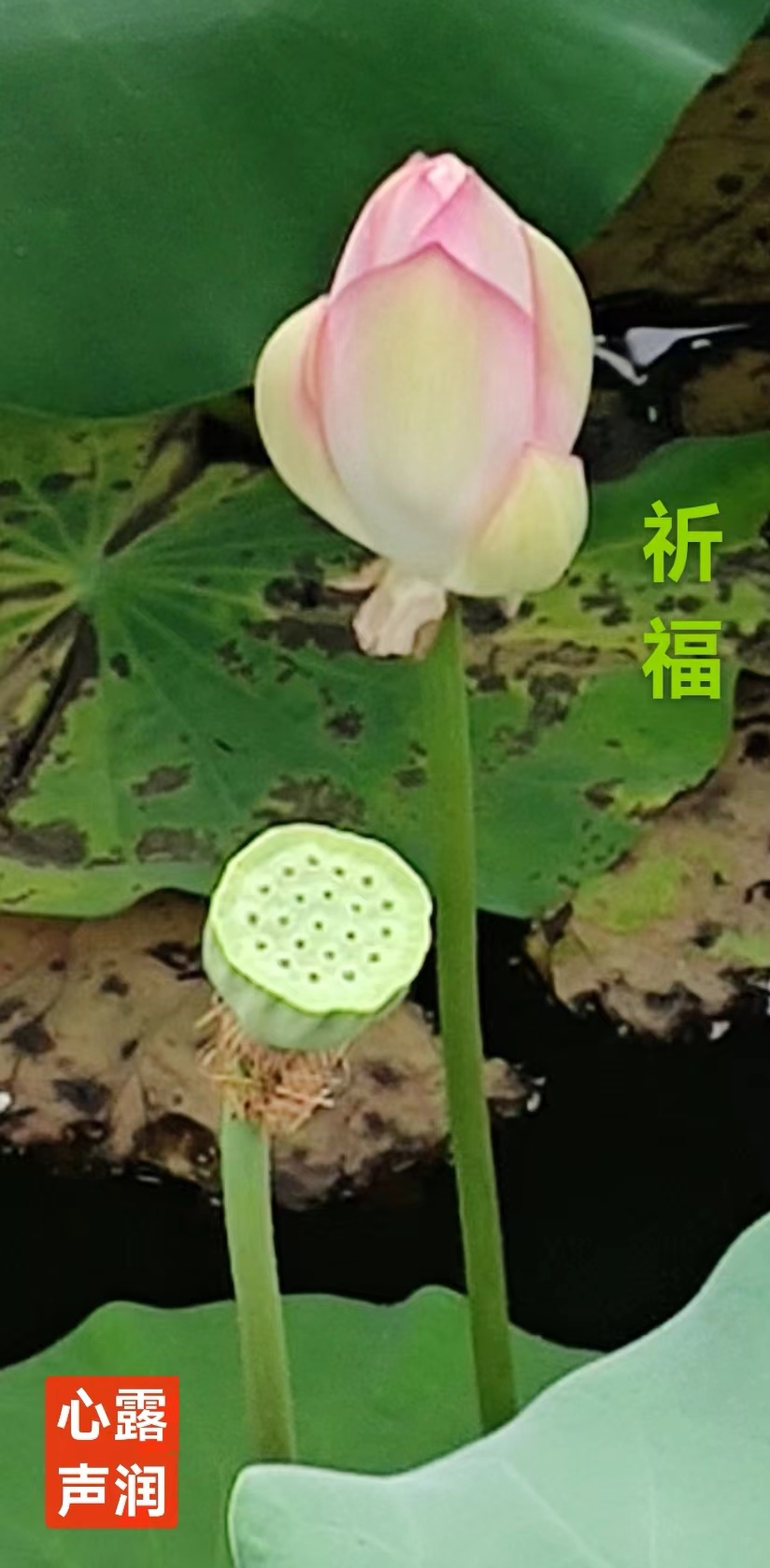 趣味藏头诗一组