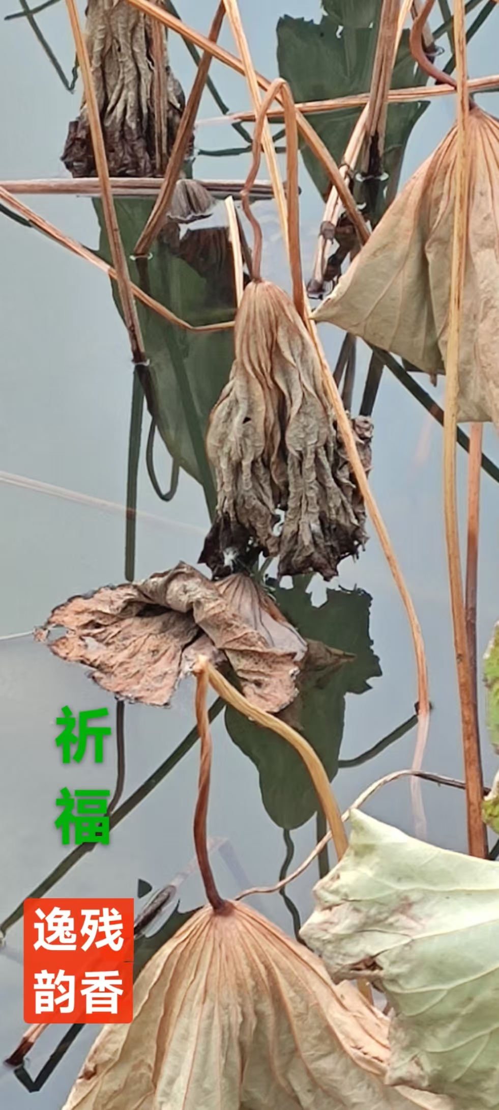 趣味藏头诗一组