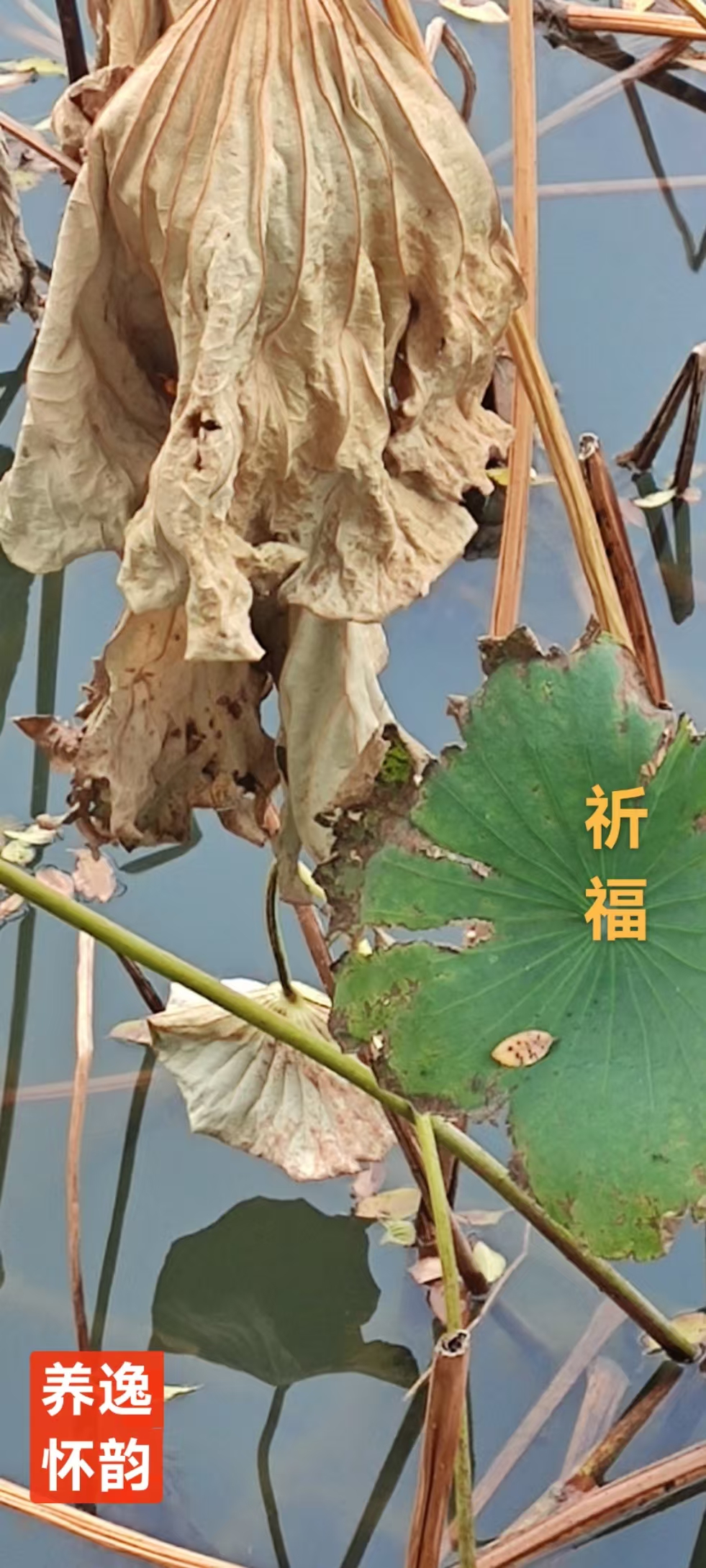 趣味藏头诗一组