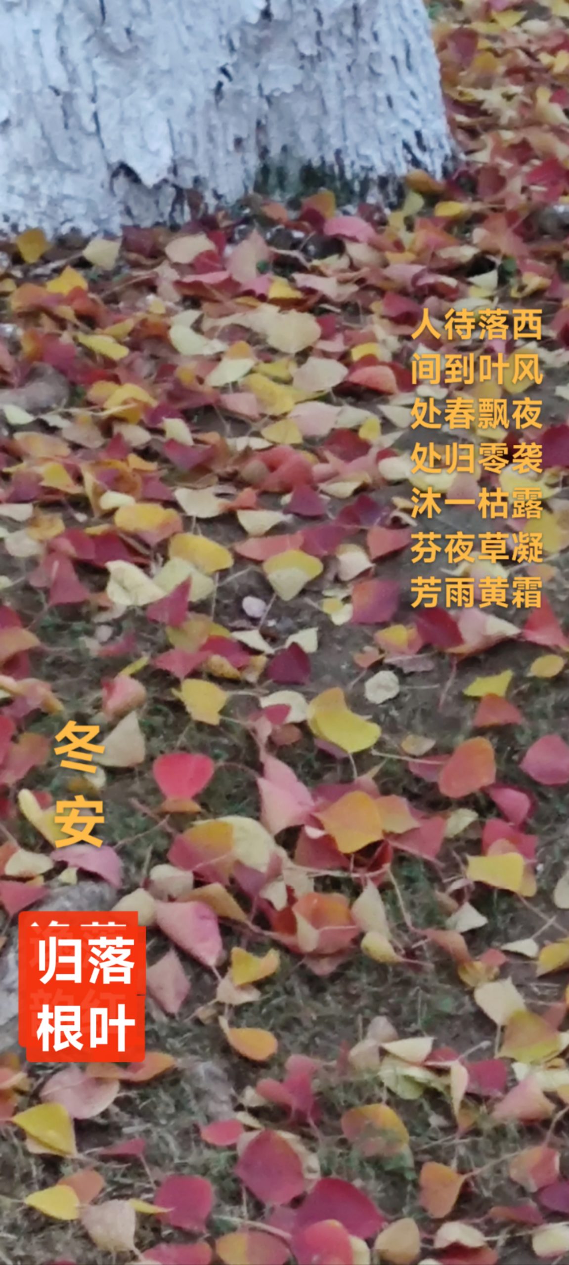 趣味藏头诗一组