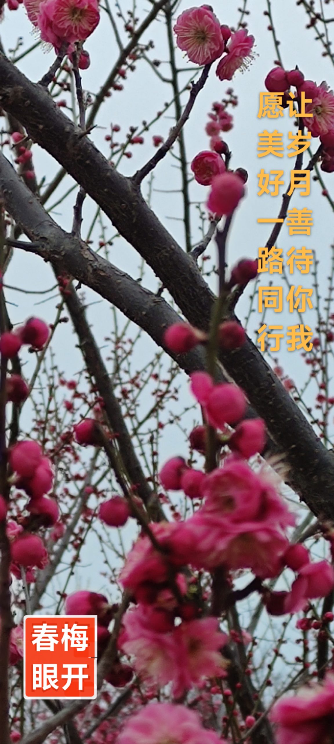 趣味藏头诗一组