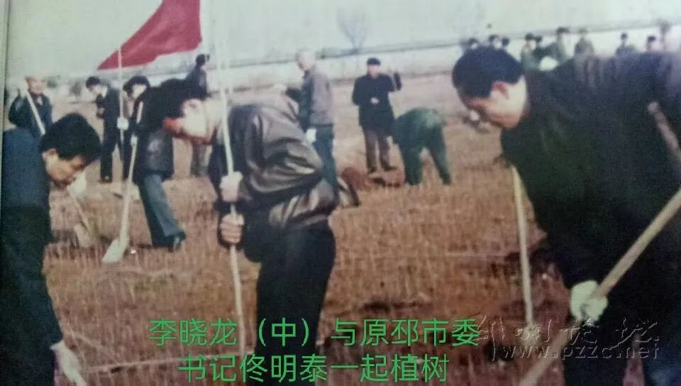 李晓龙与邳州桃花岛敬老林1999棵银杏树