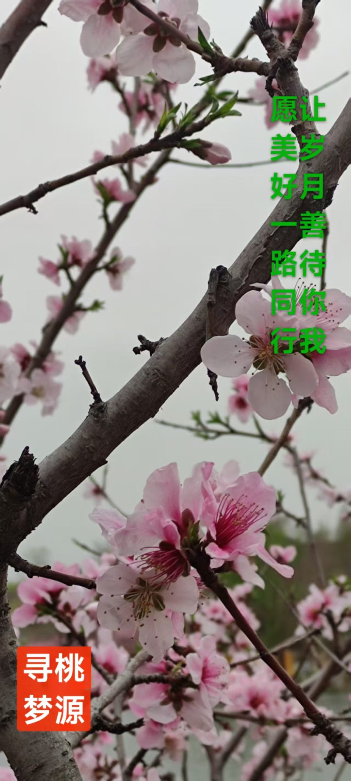 趣味藏头诗一组