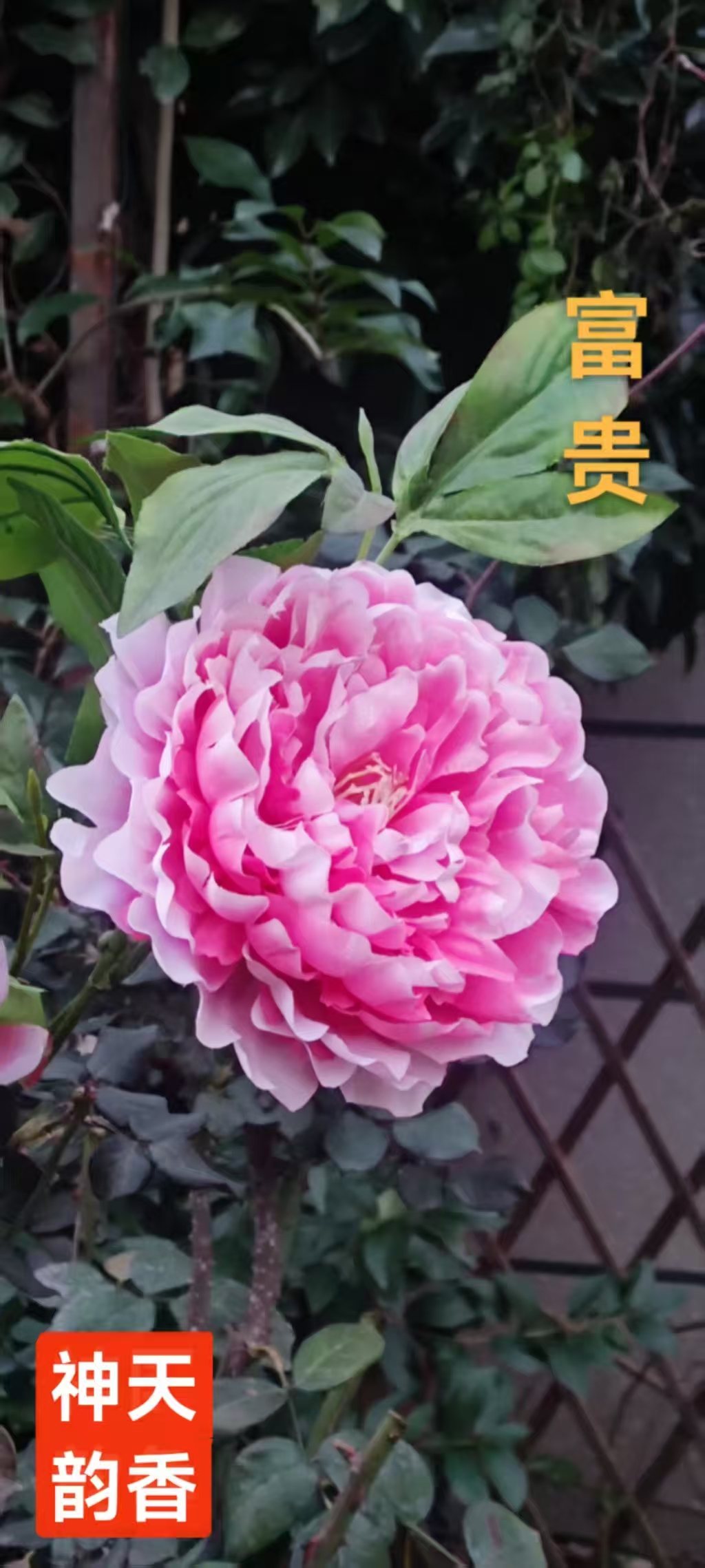 趣味藏头诗一组
