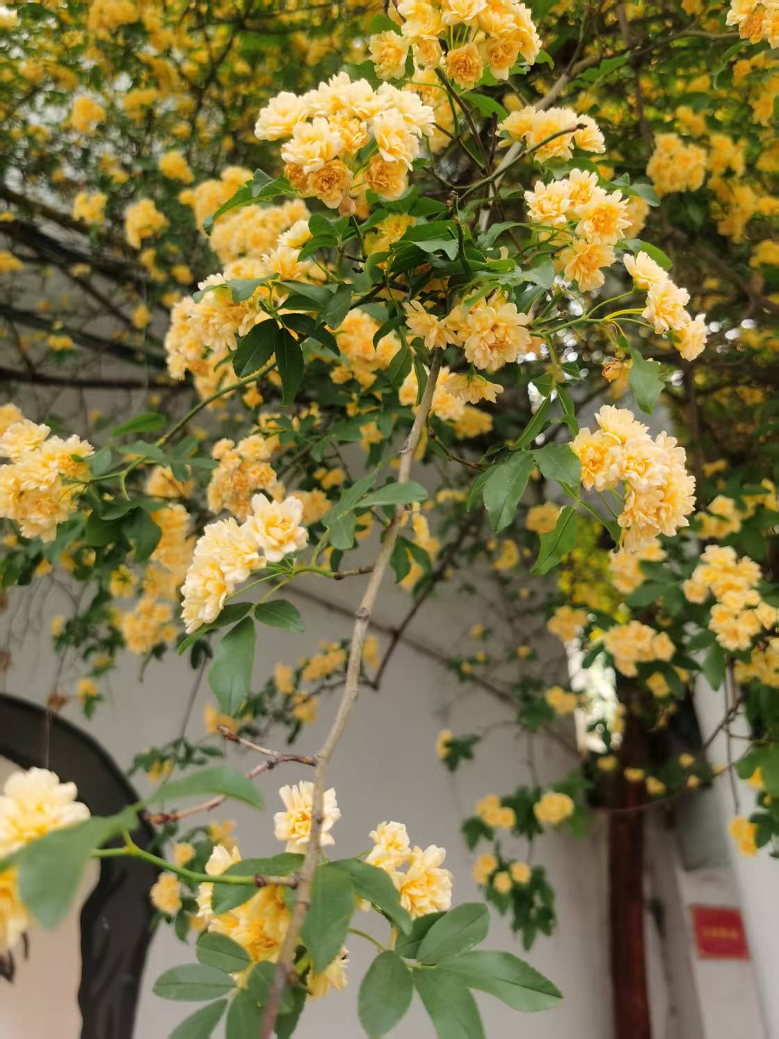 难忘木香花
