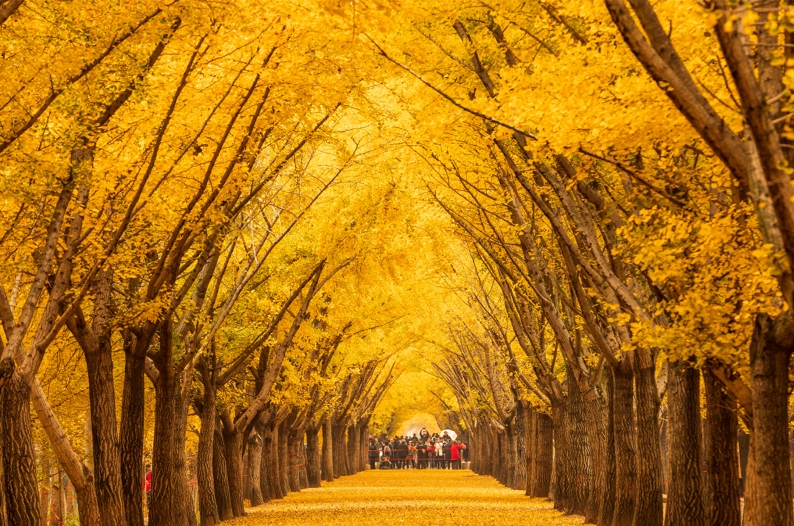 邳州银杏时光隧道