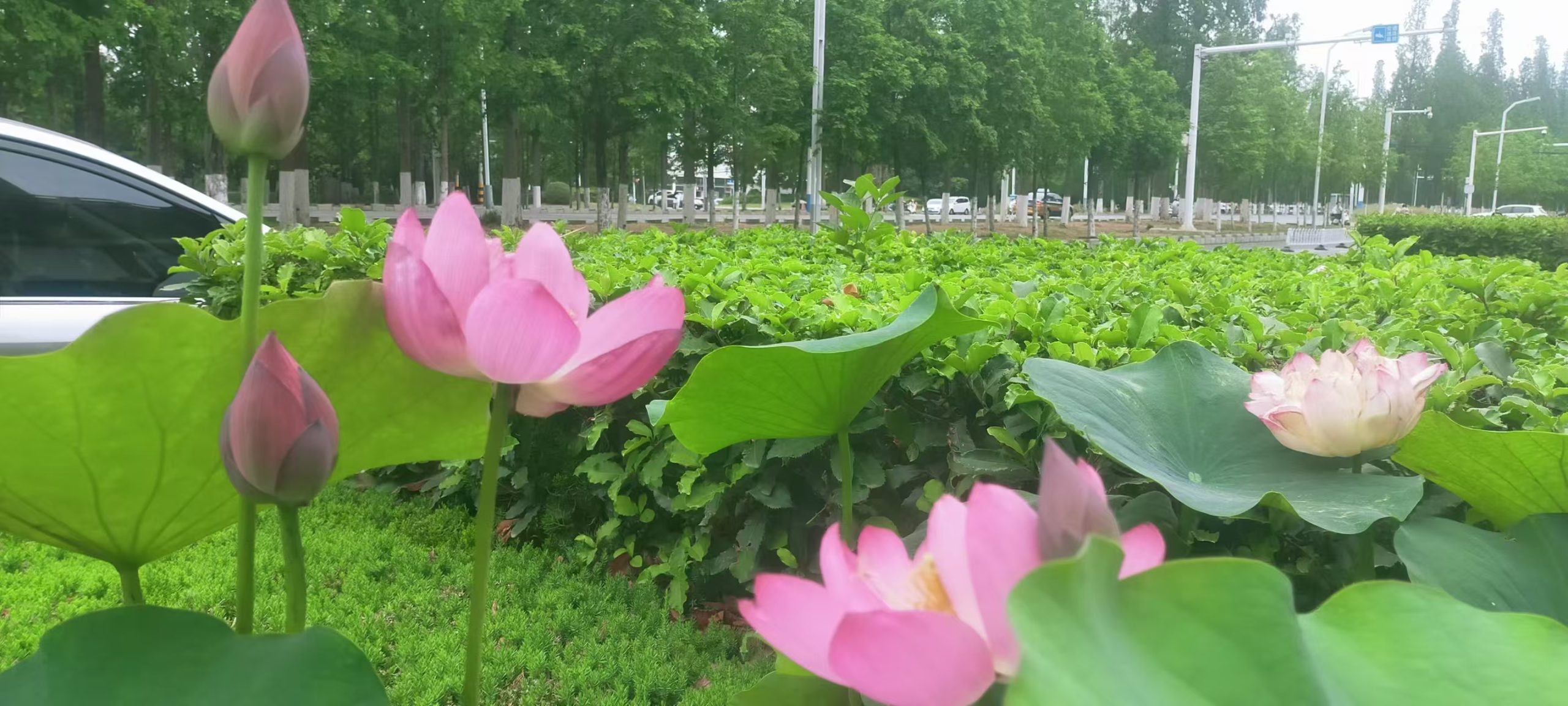 清风拂过荷花香