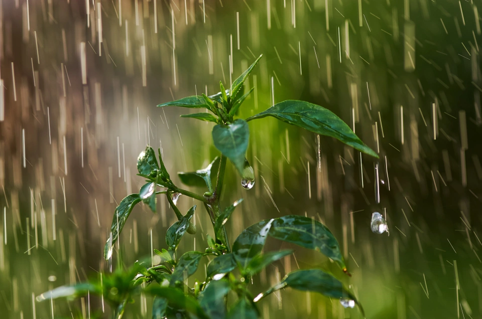 七律·久旱喜雨（中华通韵）