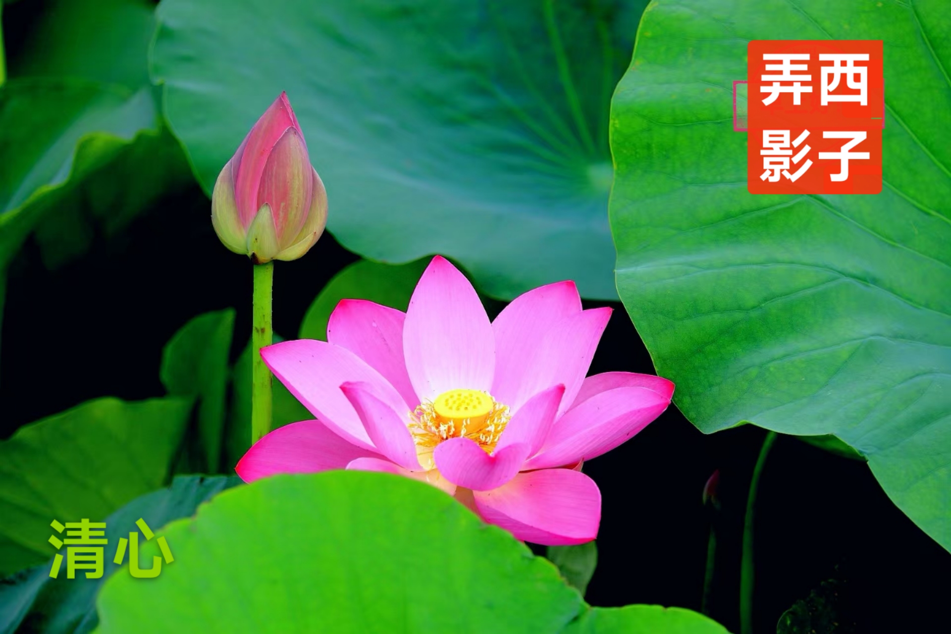 趣味藏头诗一组