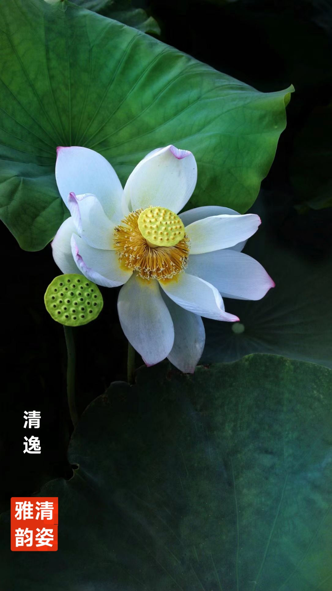 趣味藏头诗一组