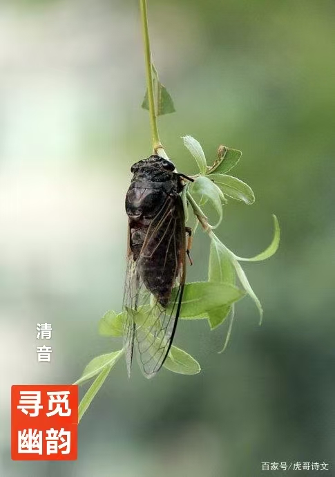 趣味藏头诗一组