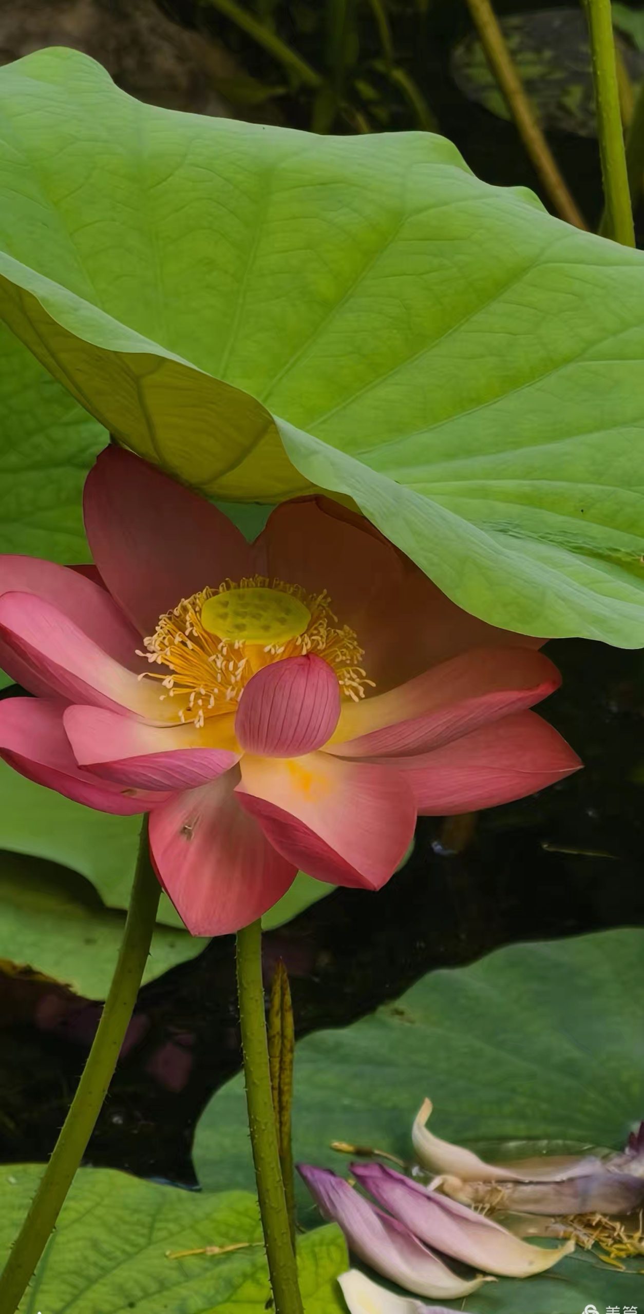 荷 花 颂