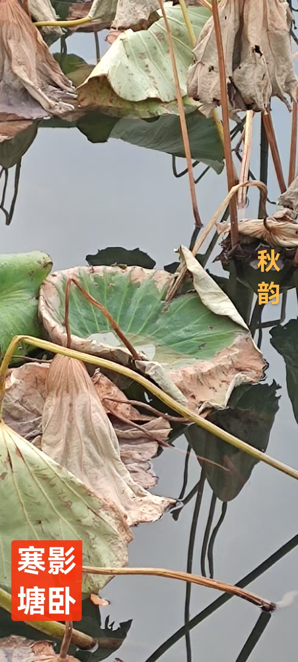 趣味藏头诗一组
