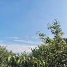 王巧英（赵县汤圆奶奶）笔名：萧可的头像